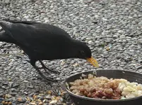 Amsel2.webp