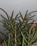 Baum.webp