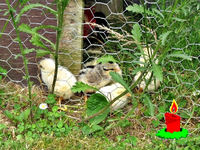 Weihnachtskueken 2012 v (2).webp