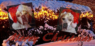 Merry Christmas_700.webp
