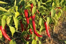 Cayenne.webp