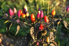 Chilli Lila Luzi.webp