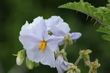 Blüte der Litschitomate.webp