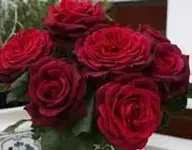 2_05.webp