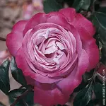 schnittblume_rose_blue_river.webp