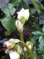 006_576x768.webp