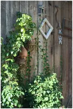 Hortensie.webp