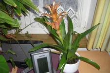 bromelia.webp
