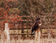Mäusebussard auf dem Zaunpflock_600.webp