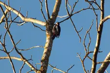 2012_1226Winter0060.webp