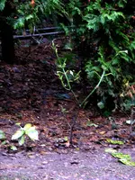 _Aucuba abgefressen.webp