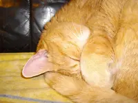 IMGP0447.webp