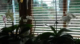 DSCN4111.webp