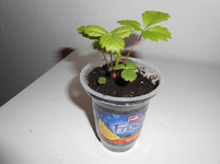 DSCN0043.webp
