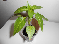 DSCN0044.webp