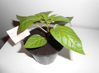 DSCN0045.webp