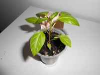 DSCN0046.webp