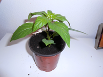 DSCN0047.webp