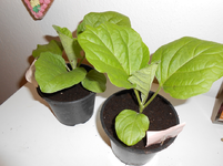 DSCN0048.webp