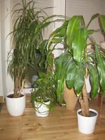 IMG_2045.webp