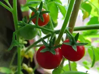 tomato0.webp