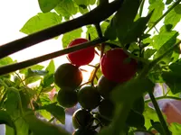 tomato1.webp