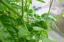 tomato2.webp