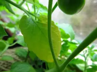 tomato3.webp