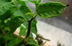pepper_cgn_20801.webp
