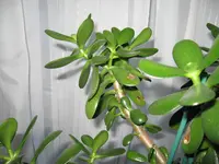 IMG_1238.webp
