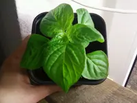 AjiColorado31_12_12.webp