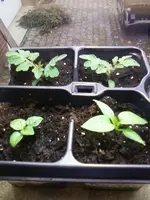 Habanero31_12_12.webp