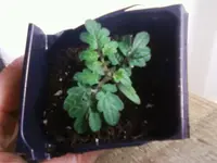 Vilma31_12_12.webp