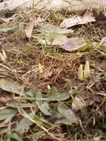 Dez1Crocus31_12_12.webp
