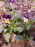 Dez12Hornveilchen.webp