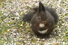 2013_0101Winter0056 eichhörnchen.webp