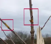 Hauptastbeschädigt.jpg