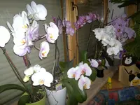 14032012666.webp