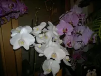 14032012668.webp