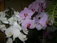 14032012674.webp