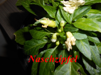 DSCN0058.webp