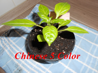 DSCN0059.webp