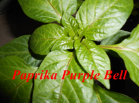 DSCN0063.webp