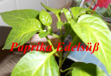DSCN0068.webp