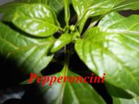 DSCN0071.webp