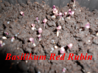 DSCN0073.webp