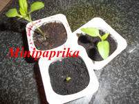 DSCN0076.webp