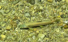 Copy of IMG_5777v.webp