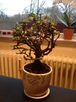 IMG_0946.webp