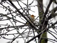 Kernbeißer_6318.webp